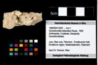 Foto (Objekt + Etikett) von Goniodromites bidentatus (Reuss, 1859)  (NHMW-GEO-1990-0041-3267)